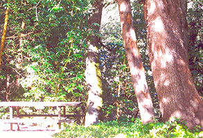 A picnic table under tall trees at the resort