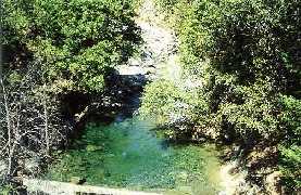 A green swimming hole in the creek